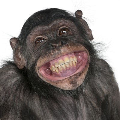smiling-monkey1.jpg